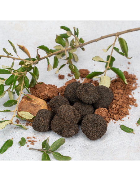 Trufa Negra Pequeña