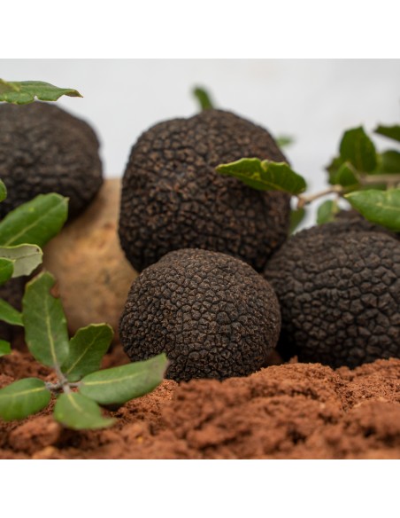 Trufa Negra Extra