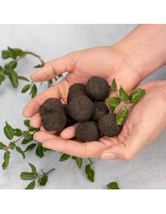 Trufa Negra Pequeña 2