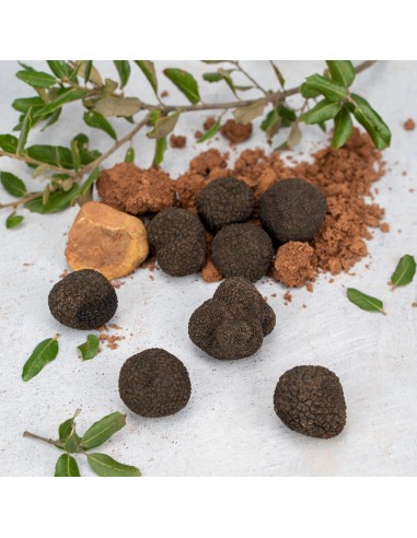 Trufa Negra Pequeña