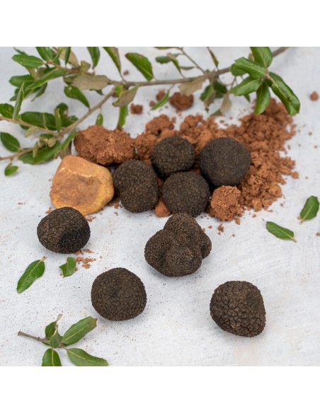 Trufa Negra Pequeña