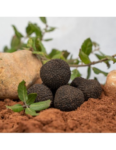 Trufa Negra Pequeña