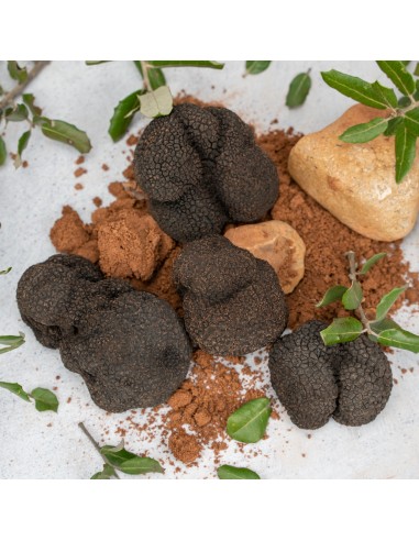Trufa Negra de Primera