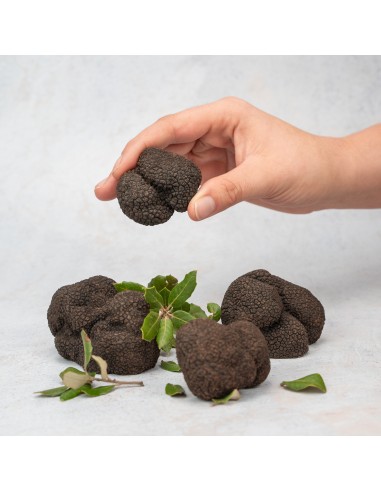 Trufa Negra de Primera