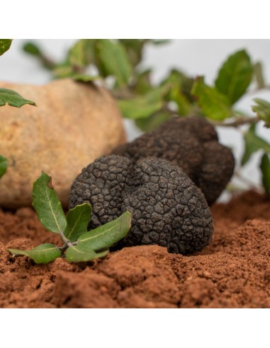Trufa Negra de Primera