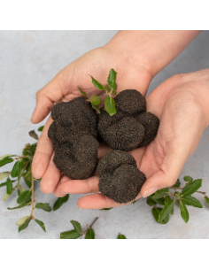 Trufa Negra de Primera 2