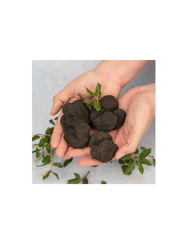 Trufa Negra de Primera