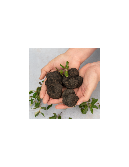 Trufa Negra de Primera